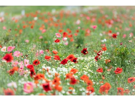 Poppy Flower Meaning - Harvest Indoor