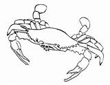 Free Printable Crab Coloring Pages For Kids sketch template