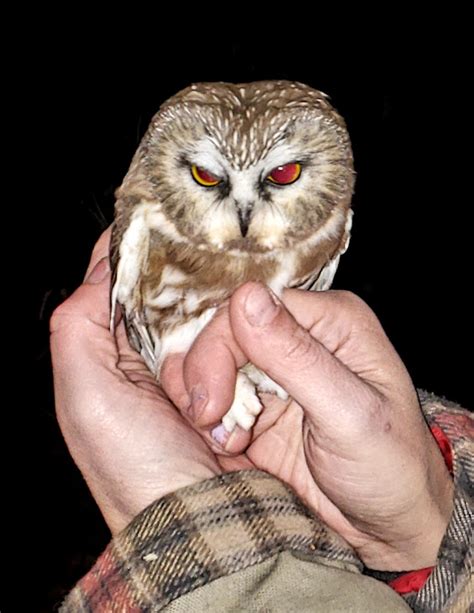 Saw-whet Owl Banding Demonstration – Potomac Valley Audubon Society