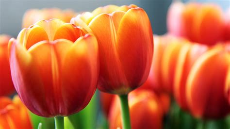 Free photo: Orange Tulips - Beautiful, Resource, Nature - Free Download ...