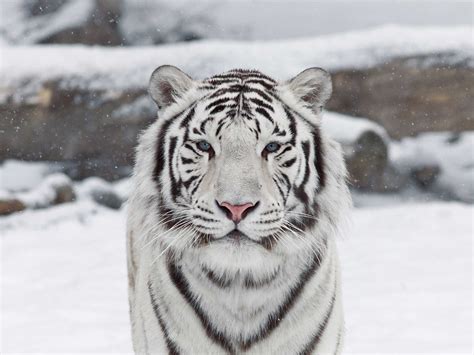 Beautiful White Tiger with babys ~ Pictures Gallery