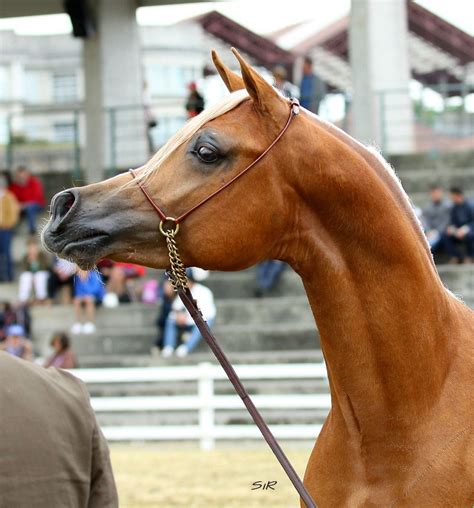 Arabian Horse Arabian Horse Show - Western Competition Egyptian ...