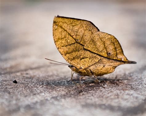 Dead Leaf Butterfly - Nature Photography - Pops Digital