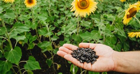 How To Plant & Grow Sunflower Seeds At Home - EmbraceGardening