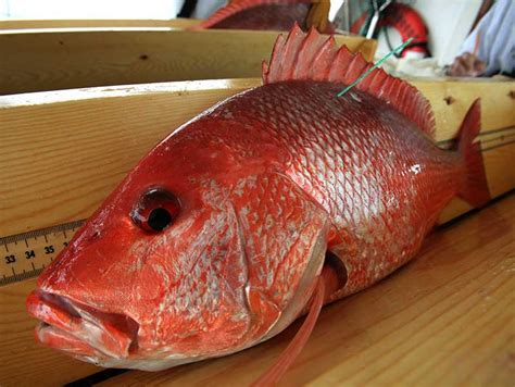 سمكة الحمرا أو البهار Red Snapper - Modern Mariculture Techniques