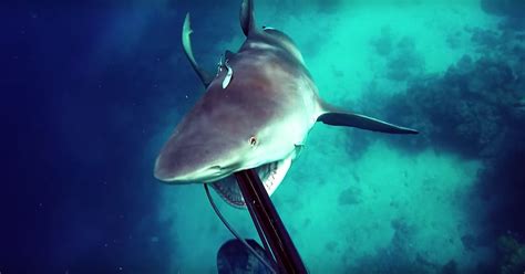 Bull Shark Attacks Spearfisherman in Intense Video - Thrillist