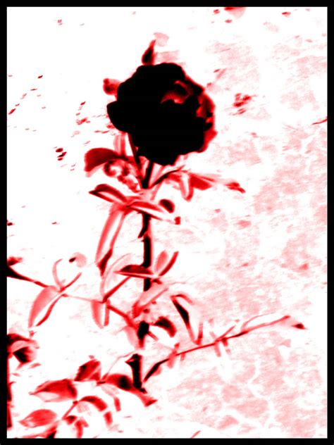 Bloody black rose by dk6 on DeviantArt