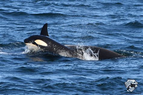 Iceland Whale Watching June in Snaefellsnes & Westfjords