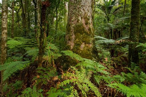 10 Of The World S Oldest Forests In 2020 Forest World - vrogue.co