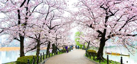 Blooming beautiful: the cherry blossom of Japan | TravelLocal