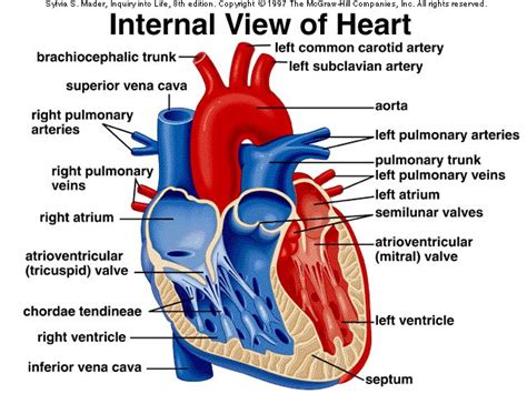 Human heart anatomy | Human | Heart | Anatomy | Heart ... - diagram