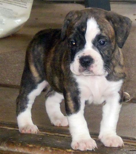 Puppy World: Brindle Pitbull Puppy Pictures