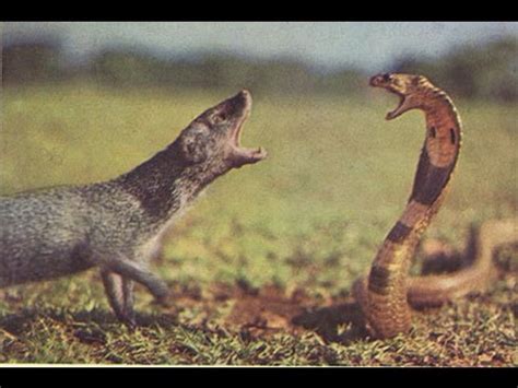 VIDEO: Cobra Vs mongoose fight caught on camera | INDIA - YouTube