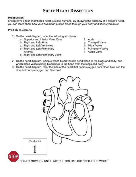 Sheep Heart Dissection