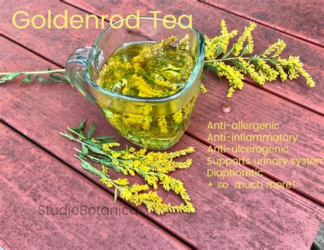 DIY Goldenrod Tea + Benefits - Studio Botanica