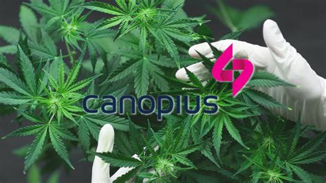 Canopius crafts ‘groundbreaking’ new cannabis cyber insurance solution | Intelligent Insurer