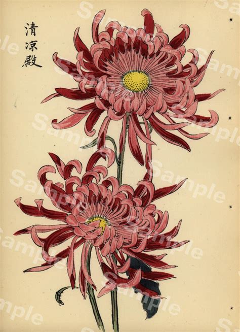 Japanese Chrysanthemum Art