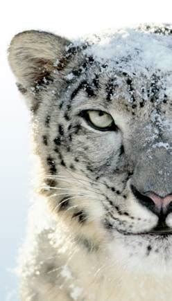 Mac OS X Snow Leopard Now Available | eWebBuddy