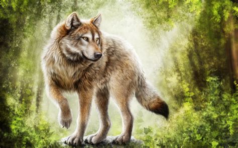 Wolf Hintergrund Bild - drarchanarathi WALLPAPER