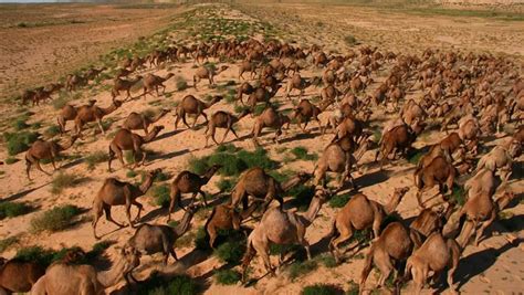 Voracious and Plentiful, Feral Camels Remain a Major Threat to Australian Outback | The Pew ...