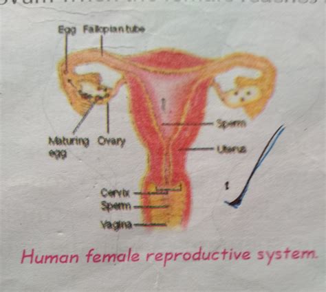 Female Reproductive System Diagram Labeled Class 12 Explain Female ...