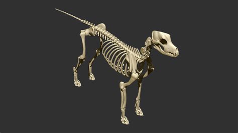 Dog Skeleton 3D Model $79 - .ztl .obj - Free3D