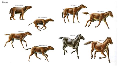 Early Horses. Row 1: Palaeotherium, Hyracotherium, Parahippus, Merychippus; Row 2: Mesohippus ...