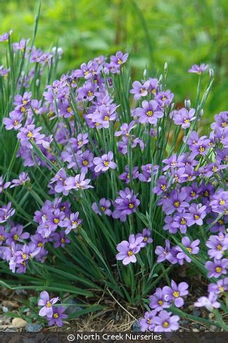 Sisyrinchium angustifolium 'Lucerne' (narrowleaf blue-eyed grass ...