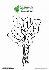 Spinach Coloring sketch template
