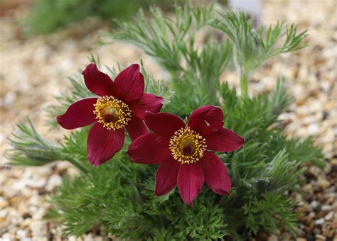 Pulsatilla vulgaris Rubra - D'arcy and Everest