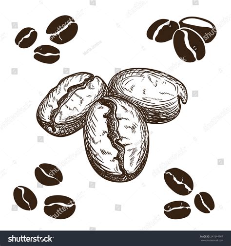 Silhouette And Hand Drawn Coffee Beans. Stock Vector Illustration 241544767 : Shutterstock