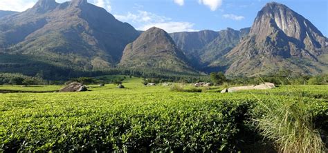 Mount Mulanje – hikingmountmulanje