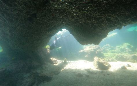 Tiger Shark in the Galapagos: Discovering the Fascinating Marine Predator