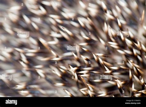 Hedgehog Spines; Detail; UK Stock Photo - Alamy