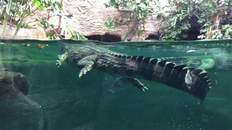 🎥🐊 LIVE VIRTUAL ZOO DAY: Sunda gharial crocodiles feeding time! 🤩 - YouTube