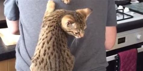 Cute Cats Climb And Play On Owner's Back (VIDEO)