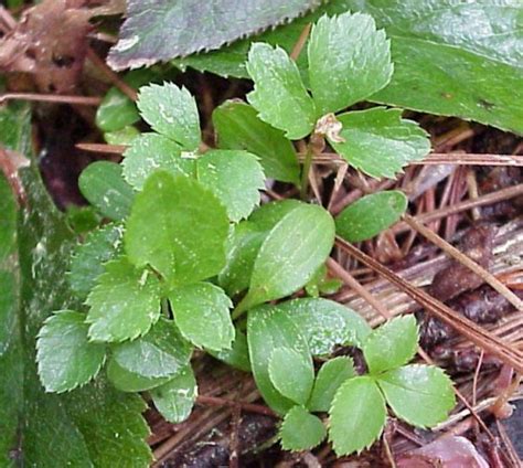 Lenten rose – Propagation | Walter Reeves: The Georgia Gardener