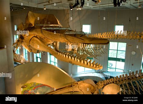 North Carolina Museum of Natural Sciences Stock Photo - Alamy