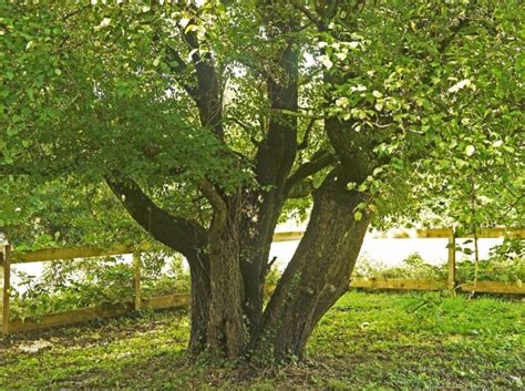 30 native British trees - and how to spot them