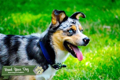 Ausky (aussie/husky) - Stud Dog in NV, Nigeria | Breed Your Dog