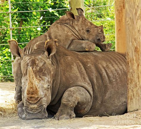 Baby Rhino and Mom Photograph by Terri Mills - Fine Art America