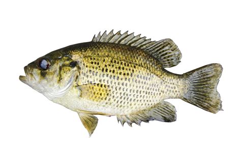 Can You Eat Rock Bass? - Fishmasters.com