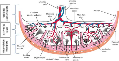 Schematic drawing of the fetal side and maternal side of the placenta... | Download Scientific ...