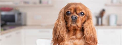 Cavalier King Charles Spaniel health issues and care | ManyPets