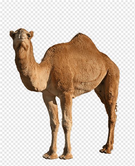 Camel, Animal, Dromedary, png | PNGWing