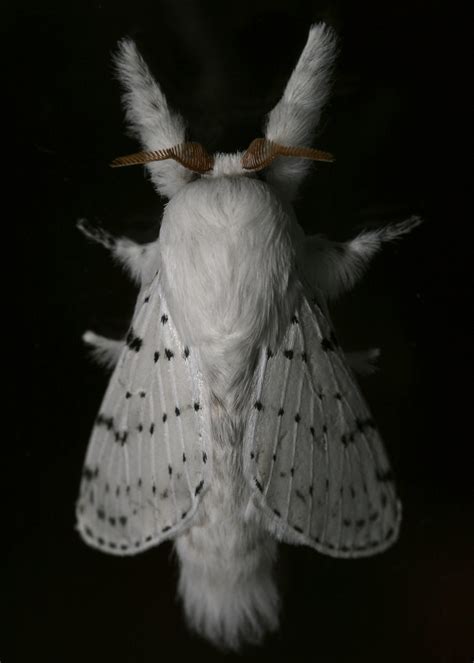 Fluffy White Moth Portrait | What a great surprise to find t… | Flickr