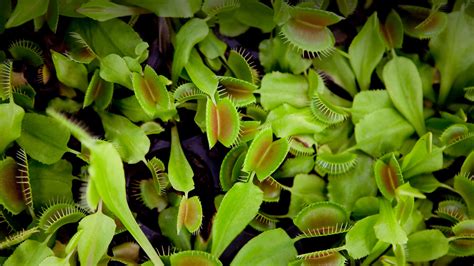 Venus Flytrap | San Diego Zoo Animals & Plants