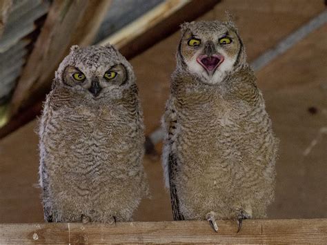 Great Horned Owl Chicks | Smithsonian Photo Contest | Smithsonian Magazine