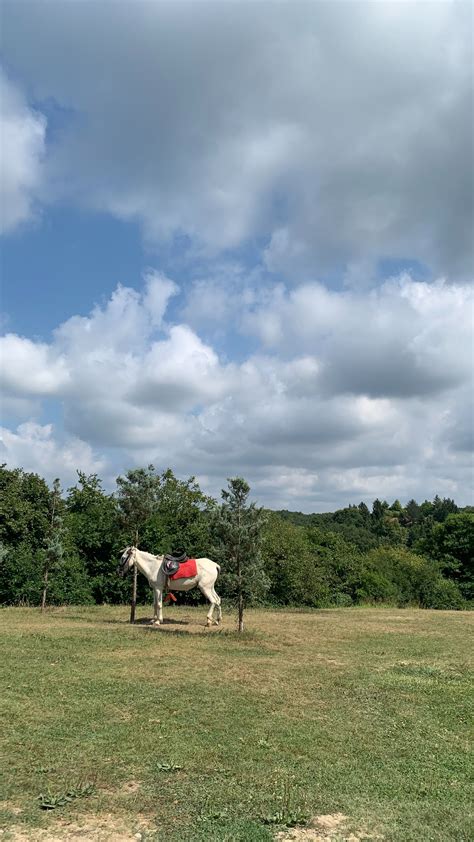 Brown Horse on Grass Field · Free Stock Photo