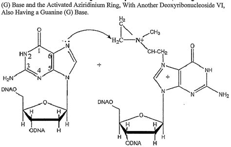 Phosphoramide Mustards